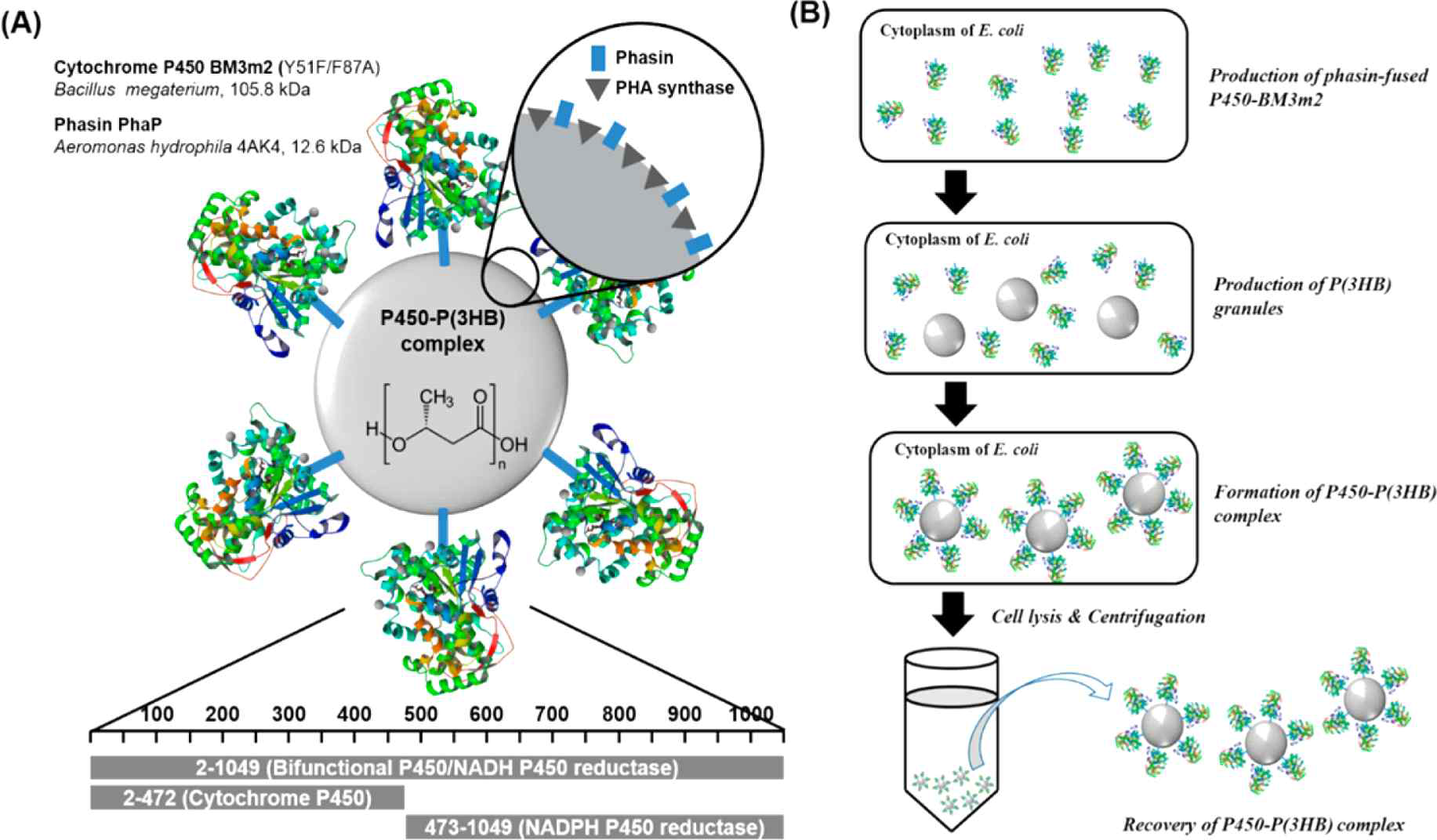 (A) P450-P(3HB) complex 모식도 및 (B) 합성 방법. Phasin-fused P450과 P(3HB)는 E. coli 세포내에서 동시에 생성되며, phasin tag를 통해 P450이 P(3HB)에 고정화된다. Cell lysis 및 원심분리를 통해 P450-P(3HB) complex를 얻을 수 있으며, P(3HB)의 특성으로 인해서 높은 수득률로 정제가 가능하다