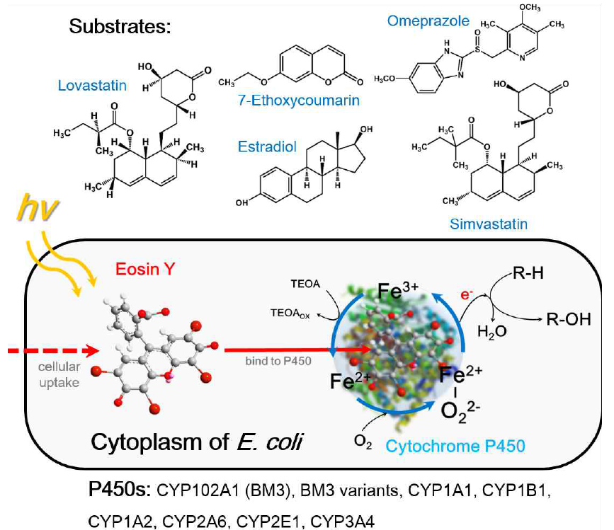 E. coli 에 발현된 P450이 보조인자 없이 가시광선에 의해 활성화 모식도