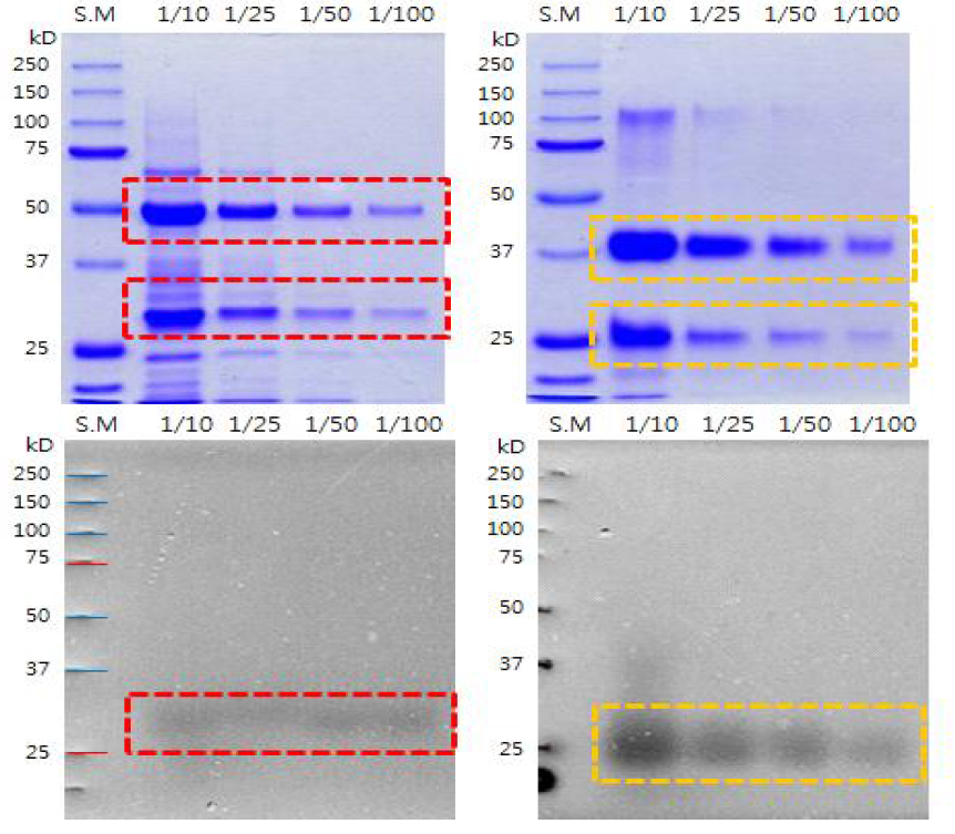 상용액상효소(palatase from Rhizomucor miehei lipase, solution type, Novozyme) 내 활성 단백질의 확인을 위해 SDS-PAGE/nagative gel assay를 통해 protein profiling을 확인한 후 zymography를 통해 타겟 단백질을 확인