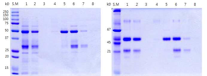 Superose 6 10/300 GL column이 장착된 FPLC system을 이용한 활성형 단백질의 분획. S.M: size marker, lane 1: palatase 원액, lane 2: desalting lane 4-8: Superose6로 1ml씩 분획한 샘플의 분획넘버 13-18