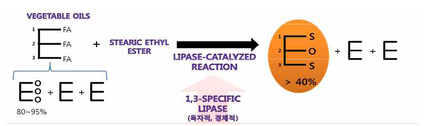 식물유를 이용한 구조적 재구성 지질 합성공정