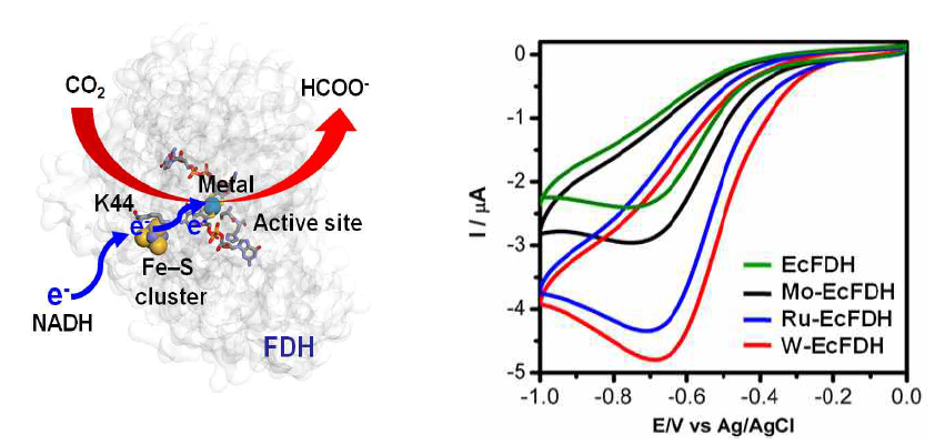 Electrocatalytic voltammograms for CO2 reduction by EcFDH. The reduction of CO2 by EcFDH substituted with different metals are shown