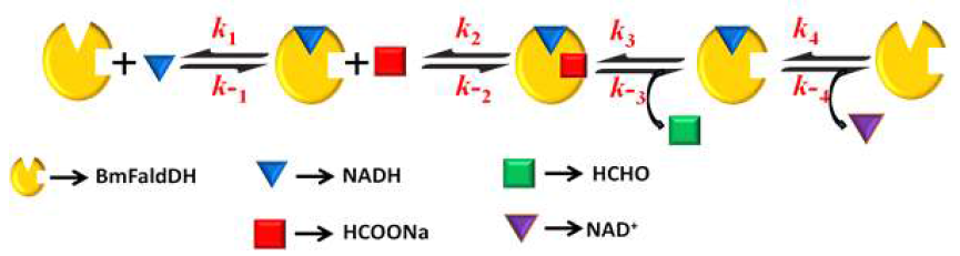 Pre-steady state condition 실험에 근거한 BmFaldDH의 반응기작. Intermediate의 숫자 등에 근거하여 sequential reaction으로 추정됨