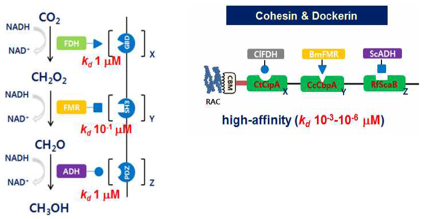 Protein Scaffold 시스템. (A) GBD/SH3/PDZ protein scaffold 구조. (B) Cohesin & Dockerin protein scaffold 구조