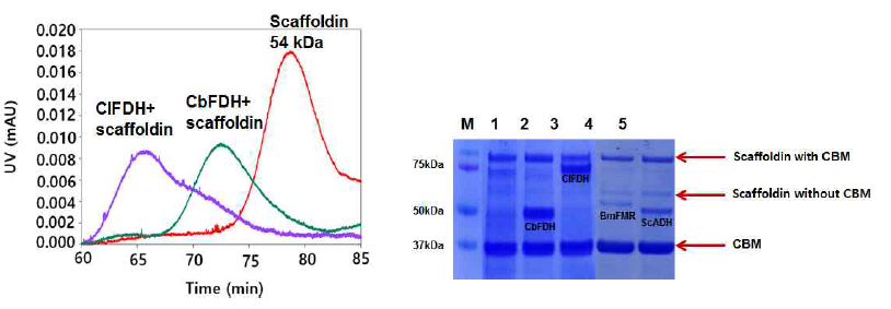 Conformation of ligand binding by FPLC and SDS-PAGE. (A) Confirmation of ligand binding by FPLC. (B) Confirmation of ligand binding by SDS-PAGE