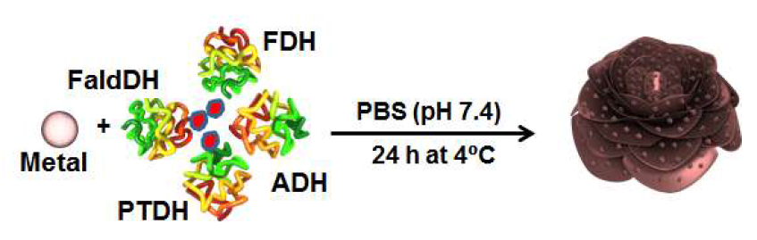 The schematic presentation of synthesis process of multi-enzymes based metal-protein hybrid system