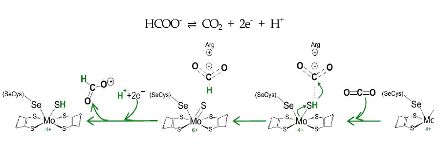 Reaction mechanism for carbon dioxide reduction by FDH