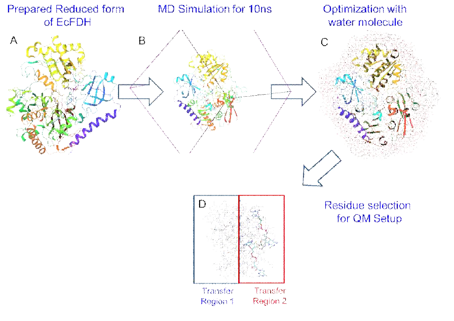 Illustration of system preparation for the QM/MM Electron Transfer path search. (A) Obtained initial structure in oxidized form, (B) Final frame of the structure obtained from 10ns MD simulation, (C) Prepared structure with water molecule for QM/MM calculation, and (D) Separated electron transfer region. Transfer region 01: Electron transfer region from surface to iron sulphur cluster. Transfer region 02: Electron transfer region from iron sulphur cluster to Mn6+