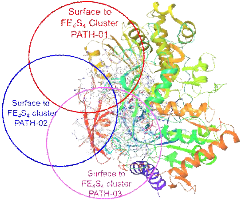 Illustration of residue region in the first transfer region from surface to iron sulphur cluster, where residues were shown in ball and stick model. Three different paths were selected from the first transfer region. Three outer most residues were selected and residues link the outer residues and iron sulphur cluster were included in QM region for the spin density calculation
