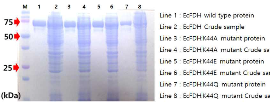 Expression of EcFDH wild type and mutants