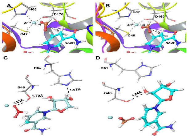 Difference in reduction capacity of BmFaldDH and PpFaldDH. Cofactor NADH and substrate HCOO- (ball and sticks representation) binding with zinc coordination sites (sticks representation) in A) BmFaldDH and B) PpFaldDH. Possible proton relay mechanism with hydrogen bonds and its distances represented in C) BmFaldDH and D) PpFaldDH