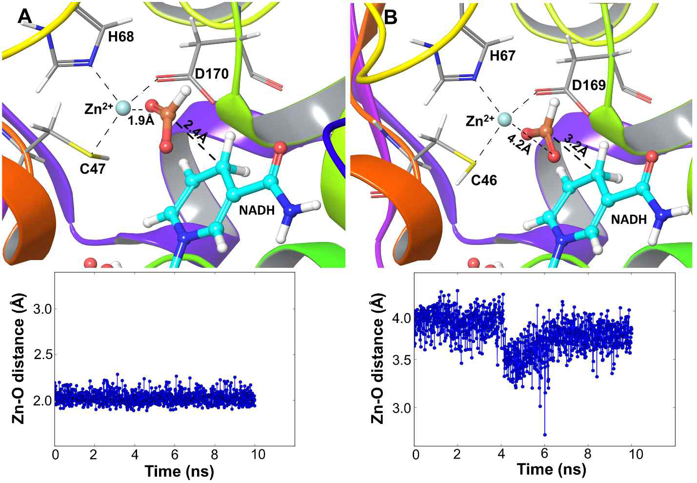 Molecular docking and molecular dynamics results. A) In BmFaldDH the orientation of the substrate formate in the presence of cofactor NADH and Zn2+ metal ion. The distance of carbonyl oxygen of the formate and Zn2+ is shown as 1.9Å. The figure in the lower half shows that 10ns MD results of Zn-O distance is with in the range of 1.9-2.2Å. B) In PpFaldDH, carbonyl oxygen is pointed away the Zn2+ ion with the distance of 4.2Å. The figure in the lower half shows that 10ns MD results of Zn-O distance is not less than 3.5Å