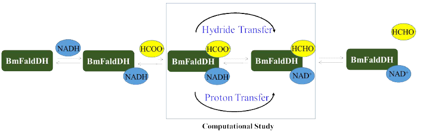 Sequential mechanism of BmFaldDH formate reduction. BmFaldDH first binds with cofactor (NADH) followed by substrate (HCOO-). Two step formate to formaldehyde reduction (hydride transfer and proton transfer) mechanism studied computationally was highlighted