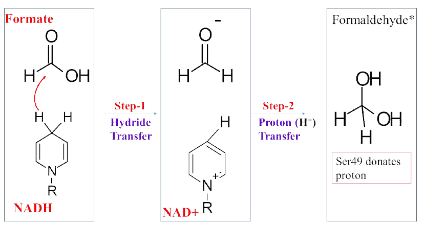 Schematic representation of the reaction mechanism studied using QM/MM approach