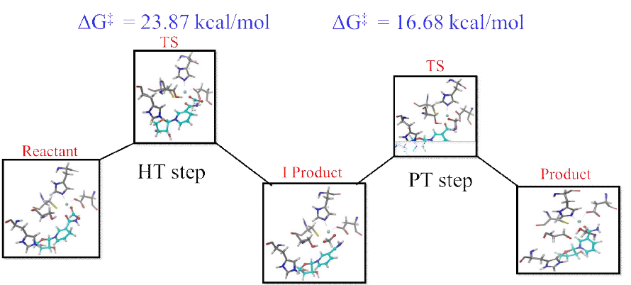 Energy barrier calculation for Hydride transfer step and proton transfer step. Energy barrier was calculated for both the transition state of hydride transfer step and proton transfer step