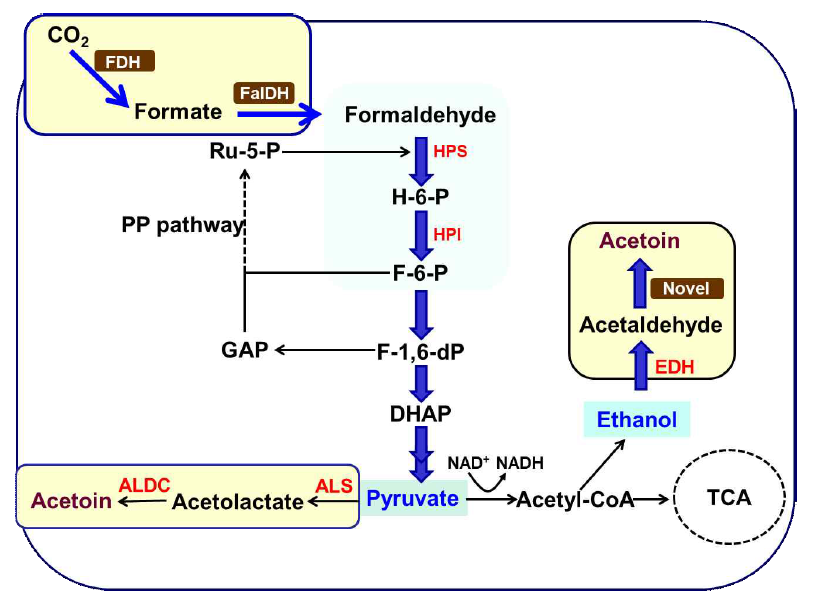 Two different pathways of acetoin production from CO2