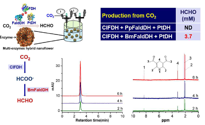 Formaldehyde production by multi-enzyme hybrid nanoflower using CO2 gas as a substrate, (a) Formaldehyde production scheme from CO2 using ME-NFs in a reactor. (b) The amount of formaldehyde produced from CO2, (c) Time dependent formaldehyde production analyzed by HPLC