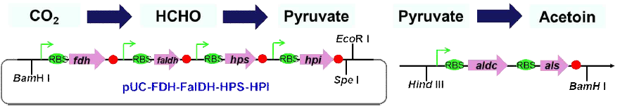 Two plasmids to produce acetoin from CO2. 6 different enzymes were cloned into two plasmids to convert CO2 to pyruvate and pyruvate to acetoin, respectively