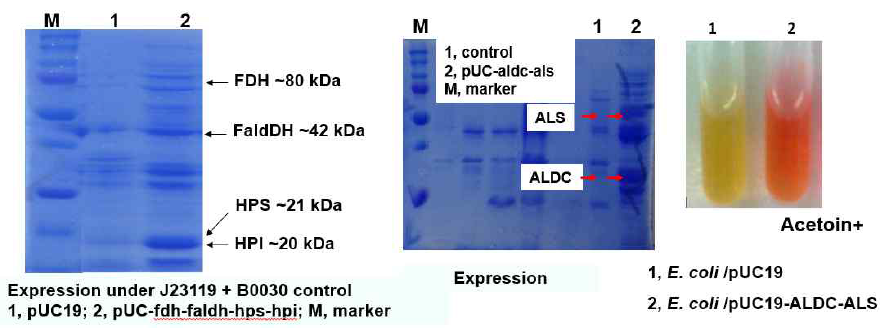 Expression of FDH, FaldDH, HPS, HPI, ALS, and ALDC. Acetoin production from glucose was confirmed using Voges-Proskauer (VP) assay