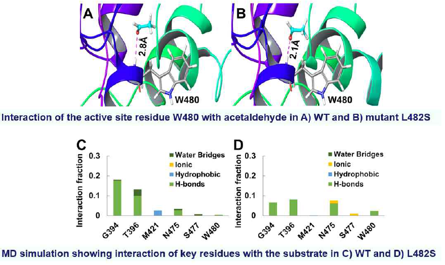 Comparison between the wild-tyipe and L482S mutant FLS. Interaction of the active site residue with acetaldehyde in (a) wild-type and (b) L482S. Interaction of key residues with the substrate in (c) wild-type and (d) L482S