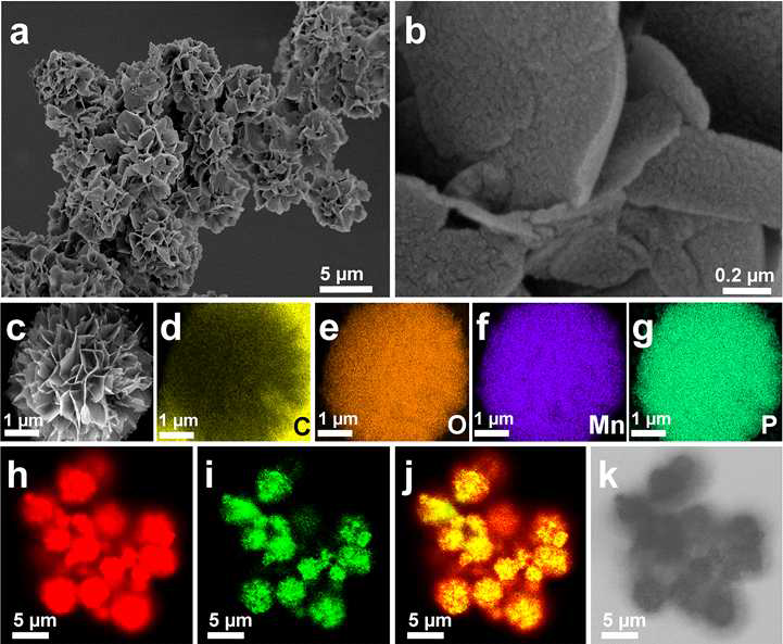 FE-SEM of nanoflowers. (a) FE-SEM in low resolution, (b) FE-SEM in high resolution, (c-g) elemental mapping images, and CLSM images of RBITC labelled (h) CcFDH and PcFaldDH, (i) FITC labelled YADH, (j) combined image of h and i, and (k) bright field image of Mn-ME (CcFDH-PcFaldDH-YADH) hybrid nanoflowers synthesized using 0.25 mg mL-1 of total protein and 2 mM of MnSO4 in 50 mL of phosphate-buffered saline solution (10 mM, pH 7.4) for incubation of 24 h at 4 oC