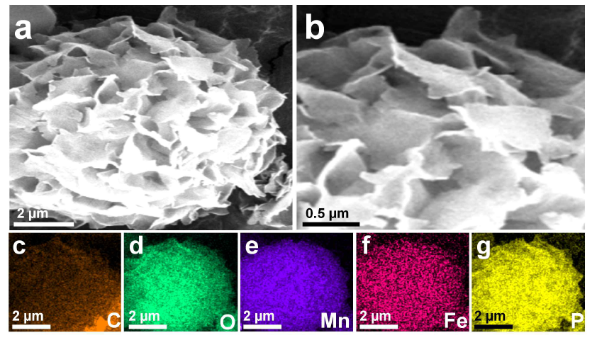 FE-SEM of magnetic nanoflowers. (a) low resolution, (b) high resolution, (c-g) elemental mapping images of magnetic-Mn-ME (CcFDH-BmFaldDH-YADH) hybrid nanoflowers synthesized using 0.25 mg mL-1 of total protein, 2 mM of MnSO4 and 5 mg of Fe3O4 nanoparticles in 50 mL of phosphate-buffered saline solution (10 mM, pH 7.4) for incubation of 24 h at 4 oC