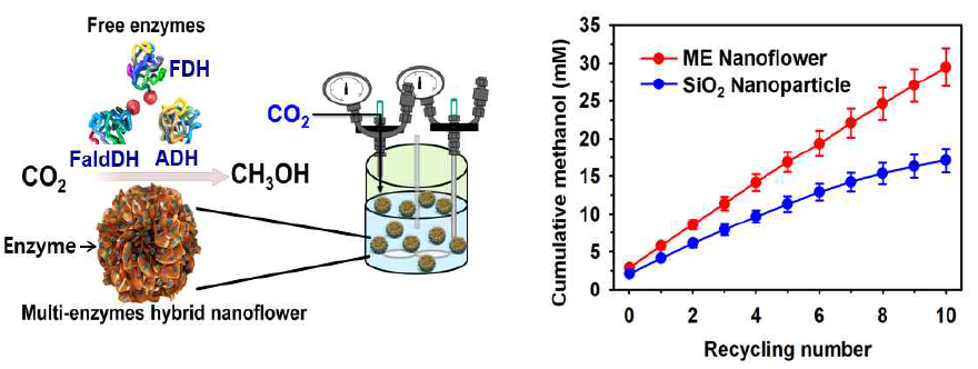 Conversion of CO2 to methanol by ME hybrid system. (a) production scheme using multi-enzymes hybrid nanoflower in a reactor, (b) repeated methanol production using ME hybrid nanoflower in 100 mM of phosphate buffer (pH 7.0) at 30℃ for incubation of 8 h with ME nanoflowers (6.5 mg mL-1) with CO2 (100 mM) and NADH (2 mM)