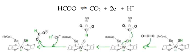 Reaction mechanism for carbon dioxide reduction by FDH