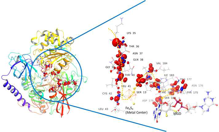 Resultant electron transfer pathway from ePathway method. Out of the all the pathways obtained from the above analysis, best pathway was selected based on distance, spin density and proxmity to metal center. Resultant electron transfer pathway from surface residue (Lys35) the electron transferred to Thr36, Asn37, Gln38, Gly39, Thr40, Leu41 Cys42 which transfer the electron to Metal center which in turn transfer the electron to Ser13, Val184, Ile183, Pro182, His181, Ser180 and Asp179 which transfer the electron to MGD