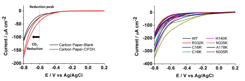 Conversion of CO2 to formate by ClFDH and mutations. A) ClFDH-adsorbed carbon paper with substrate (50 mM bicarbonate in a 100 mM of potassium phosphate buffer) at pH 6.5 (color). Black line is blank. The voltammetric scan rate is 25 mVs-1. B) PFV scan comparison for the initial 2 cycles of the ClFDH-WT and ClFDH-muatations electrodes in CO2-saturated potassium phosphate buffer