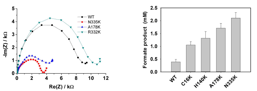 Conversion of CO2 to formate by FDH and mutations. a) Electrochemical Impedance Spectroscopy analysis of Wild Type and Mutations at potentials vs. Ag/AgCl at electrode potentials where ClFDH catalyzes reduction [black line signifies wild type electrode potential color line mutations] 100 mM pH 6.5 phosphate buffer, 50 mM NaHCO3, Frequency 100 kHz to 10 mHz 10 mA, scan rate 20 mVs-1 with Glassy carbon paper surface area 1 cm2. b) Formate production of the FDH-WT and mutants electrode in a CO2-saturated phosphate buffer (pH 6.5, 50 mM bicarbonate) with voltage (vs Ag/AgCl)