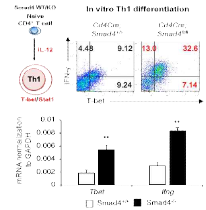 Th1 분화에서 SMAD4의 역할