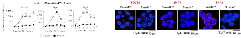 SMAD4가 결손 된 Th17 세포에서 SOCS3, SHP1, SHP2의 유전자발현