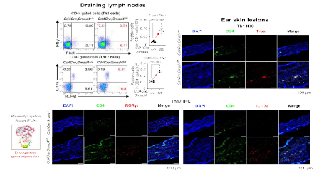 척후림프절, 귀 피부 조직에서의 Th1, Th17 세포 발현