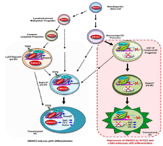 cDCs와 pDCs 분화·발달에서 SMAD3-STAT3의 상반된 역할 및 기전