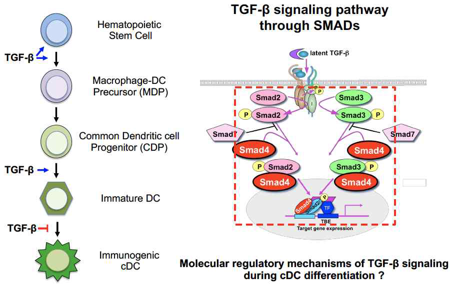 cDC 분화단계에서의 TGF-β 역할