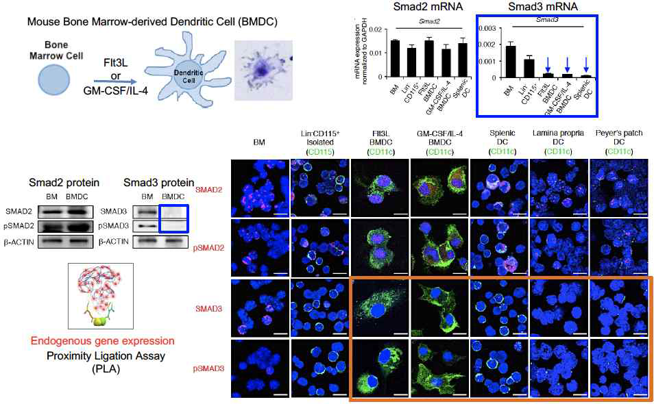 cDC 분화 단계에서 SMAD3의 선택적 발현억제