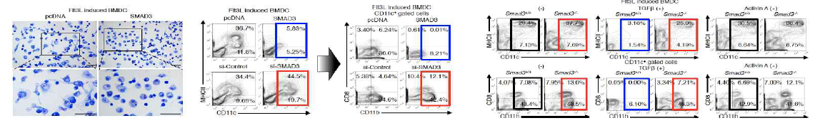 SMAD3를 통한 TGF-β신호전달의 CD11b+cDC 분화 억제
