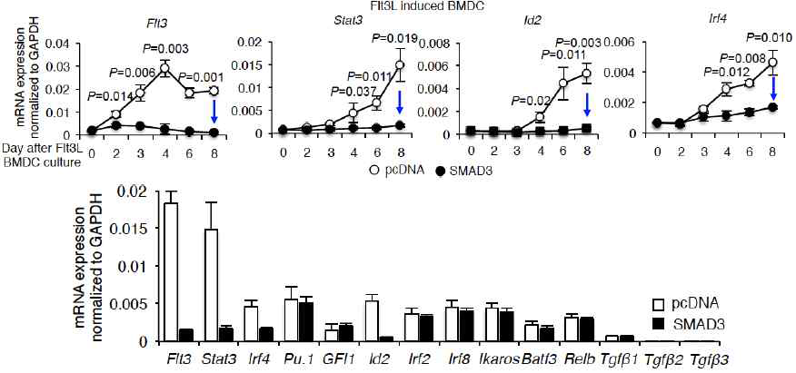cDC 분화에 중요한 주요전사인자를 억제하는 SMAD3