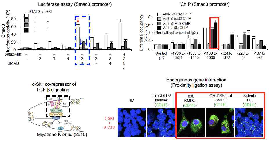 STAT3, c-SKI에 의해 cDC 분화에서 발현이 억제 된 SMAD3