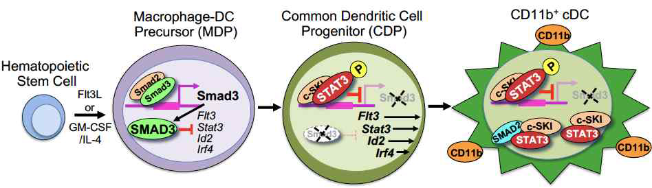 CD11b+cDC 분화에서의 SMAD3의 역할 및 STAT/c-SKI의 SMAD3 발현 억제기전