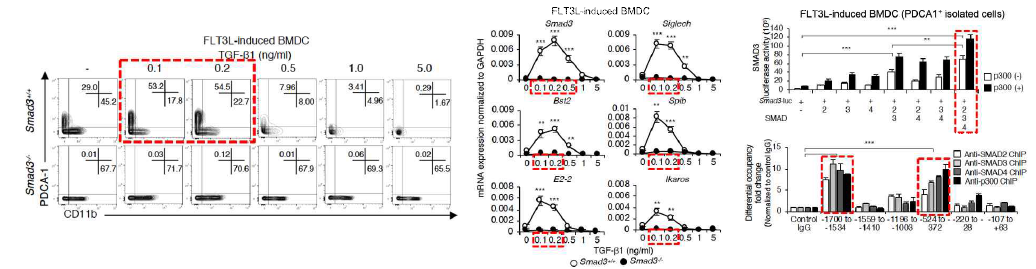pDC내 저농도의 TGF-β와 SMADs에 따른 SMAD3 유전자 발현조절 및 pDC 주요 유전자 발현