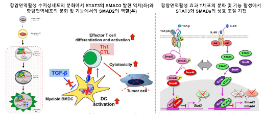 항암면역활성 수지상세포(좌), 효과 T세포(우)의 분화, 기능 활성에서 SMADs-STAT3의 상호조절기전