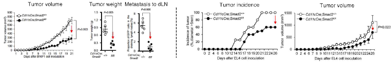 수지상세포 특이적 SMAD2 결손 마우스 흑색종(좌), 림프종(우) 모델에서 종양의 발생, 크기 및 림프절 전이