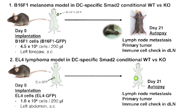 흑색종(위), 림프종(아래) 마우스모델