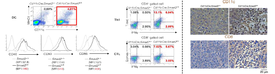 흑색종(좌), 림프종(우) 모델의 종양조직에서 수지상세포, Th1, 세포독성 T세포의 발현