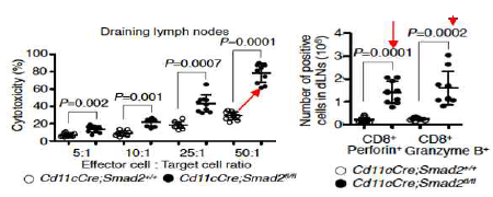 림프종 모델에서 세포독성 T 세포의 종양세포살해 및 세포독성물질 분비기능
