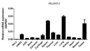 마우스에서 Pellino-1의 발현 양상