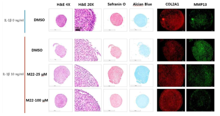 3D-micromasss를 이용한 M22의 in vitro 골관절염 억제 효과 확인