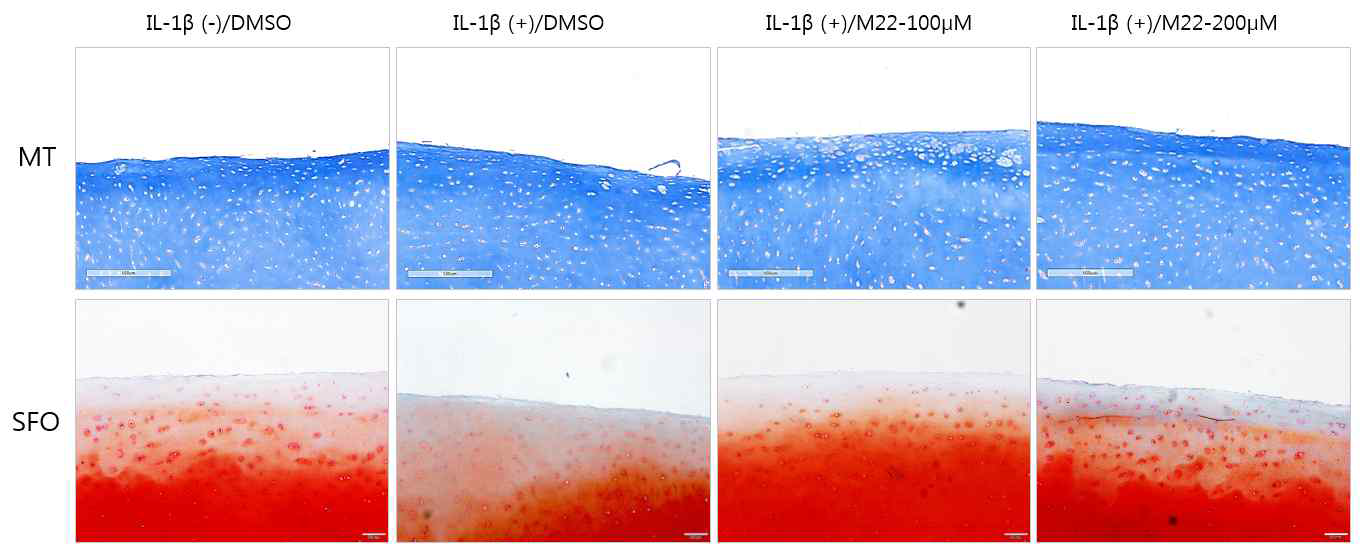 Ex vivo에서 M22의 골관절염 억제효과 확인